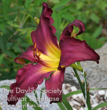 Daylily Whip City See My Heart